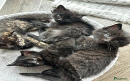 Ragdoll cats for sale: Mixed Ragdolls  - Image 1
