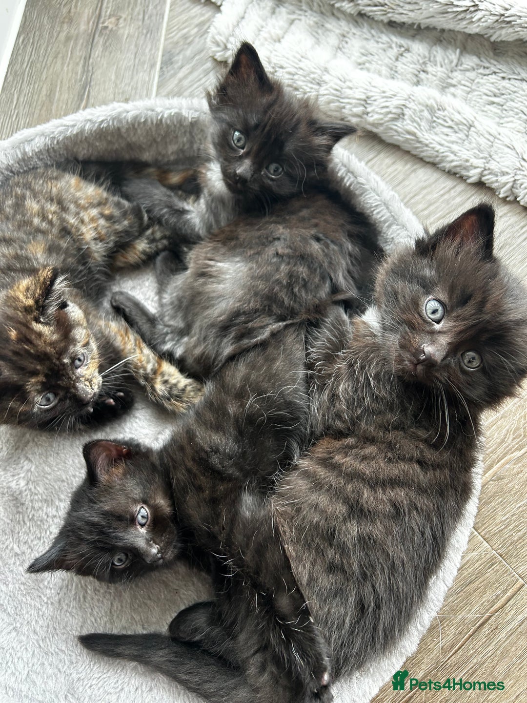 Ragdoll cats for sale: Mixed Ragdolls  - Image 1