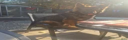 German Shepherd dogs for sale: Beautiful german shepherd puppies for sale  - Advert 28