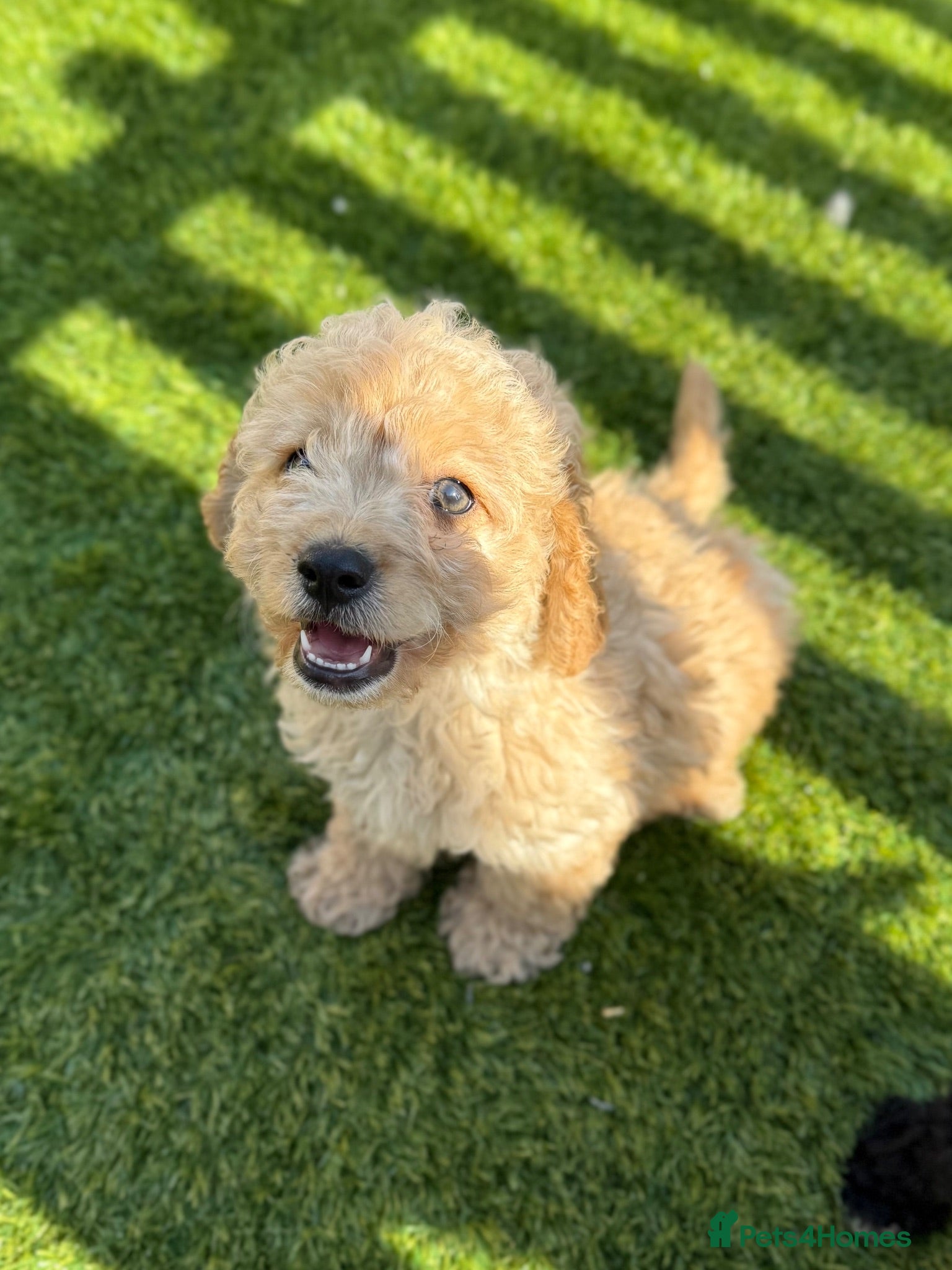 Cavapoo dogs Adorable F1B Cavapoo puppies PRA CLEAR! - Advert 15