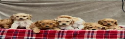 Cavapoochon dogs for sale: BEAUTIFUL CAVAPOOCHON PUPPIES - Advert 4
