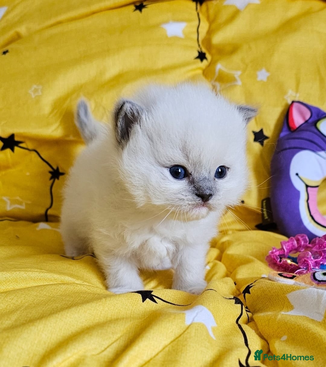 Ragdoll cats Ragdoll kittens  - Advert 9