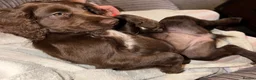 Cocker Spaniel dogs for sale: Beautiful KC reg WCS bitch pup - Advert 8