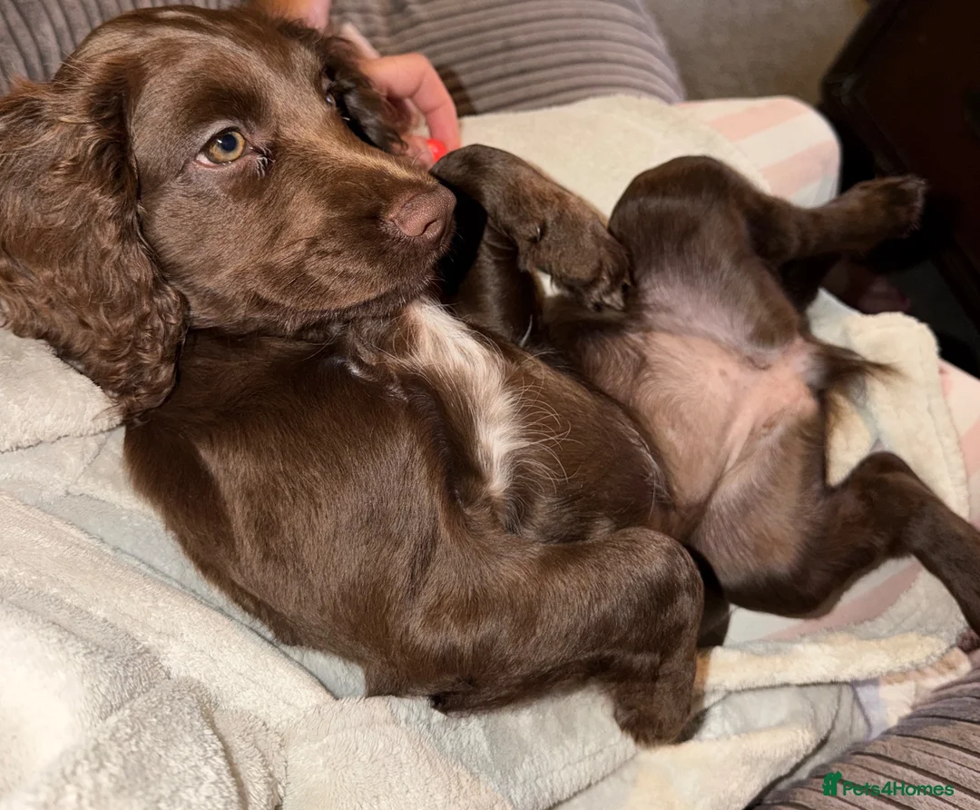 Cocker Spaniel dogs for sale: Beautiful KC reg WCS bitch pup - Advert 8