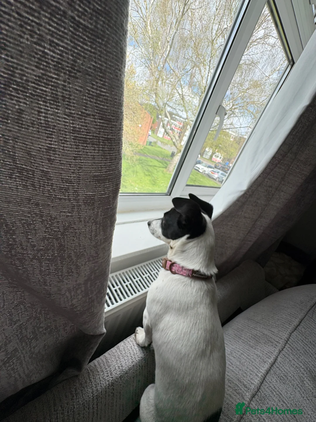 Jack Chi dogs for sale: Jack russel mix  in Solihull - Advert 1