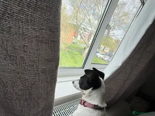 Jack Chi dogs Jack russel mix - Advert 1