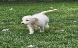 Mixed Breed dogs for sale: F1 Shepadoodle Puppies in Boston - Image 17
