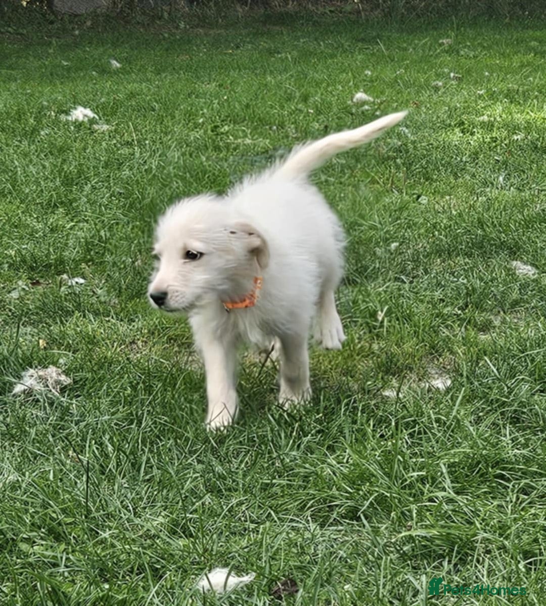 Mixed Breed dogs for sale: F1 Shepadoodle Puppies in Boston - Image 17