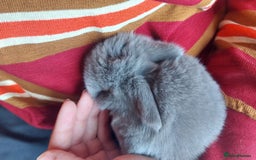 Mini Lop rabbits for sale: Gorgeous 💙purebred mini lop bunnies💙  - Image 15
