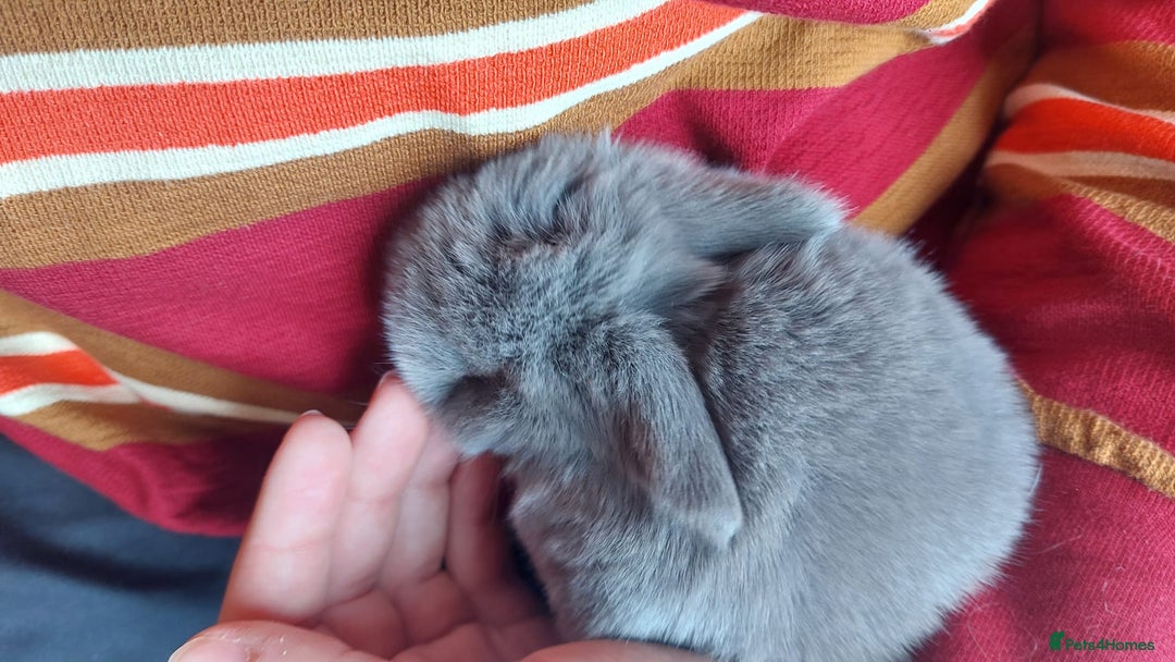 Mini Lop rabbits for sale: Gorgeous 💙purebred mini lop bunnies💙  - Image 15