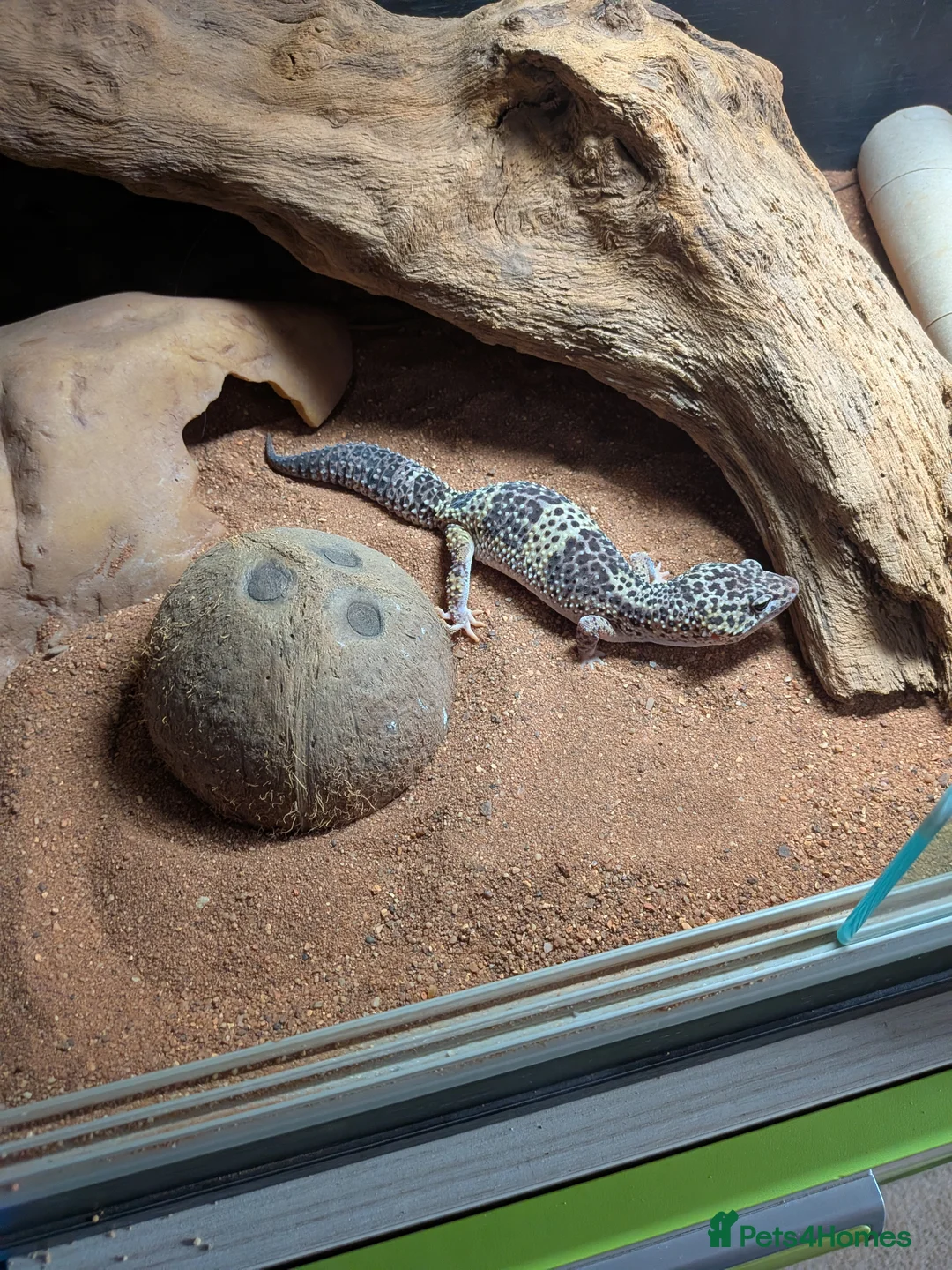 Leopard Gecko reptiles for sale: Leopard Gecko - Advert 6