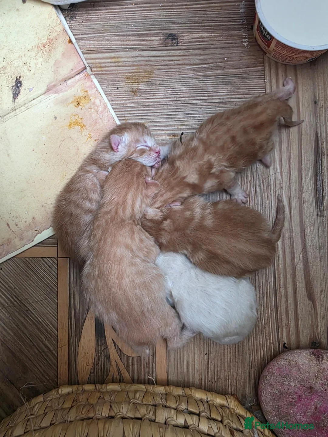 Mixed Breed cats for sale: Maine Coon cross Ragdoll  - Advert 11