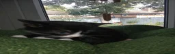 Mixed Breed cats for sale: Kittens Ready for new homes - Advert 8