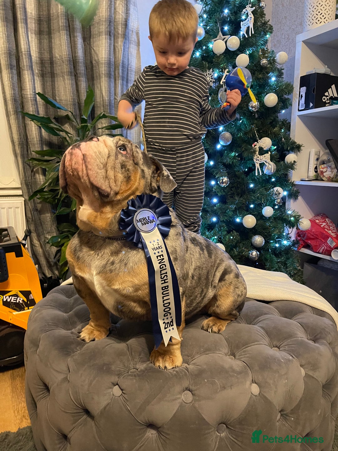 English Bulldog dogs for stud: Direct ICEMAN son for stud  in Wirral - Advert 4
