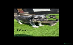Miniature Schnauzer dogs for sale: Adorable miniature schnauzers  - Image 3