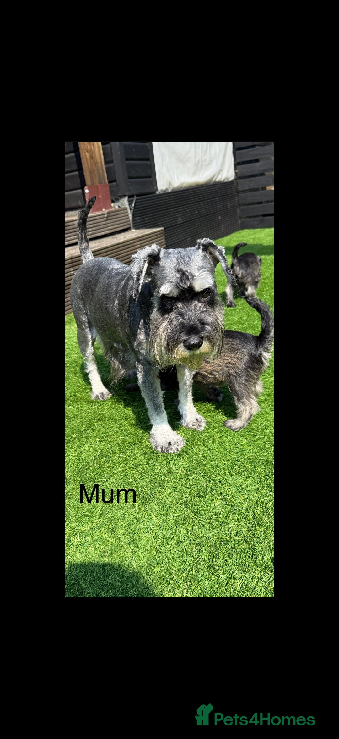 Miniature Schnauzer dogs for sale: Adorable miniature schnauzers  - Image 3