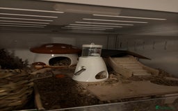 Hamster rodents for sale: Syrian hamster with bucatstate cage  - Image 4