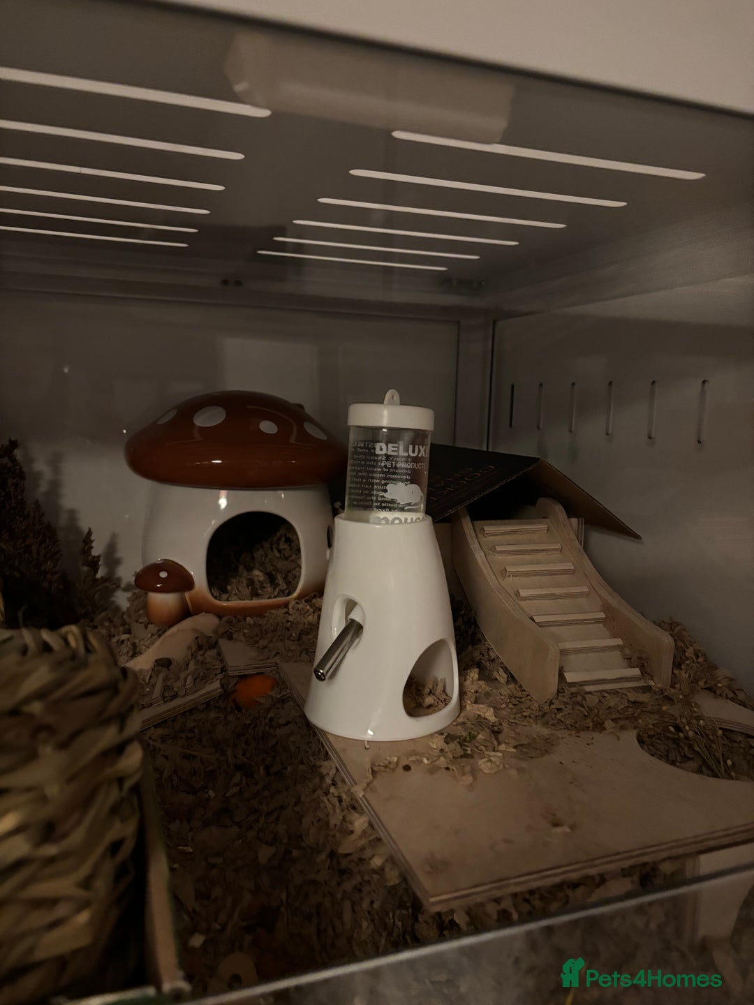 Hamster rodents for sale: Syrian hamster with bucatstate cage  - Image 4