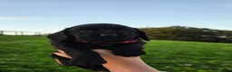 Cocker Spaniel dogs for sale: Kc registered cocker spaniels  - Advert 7