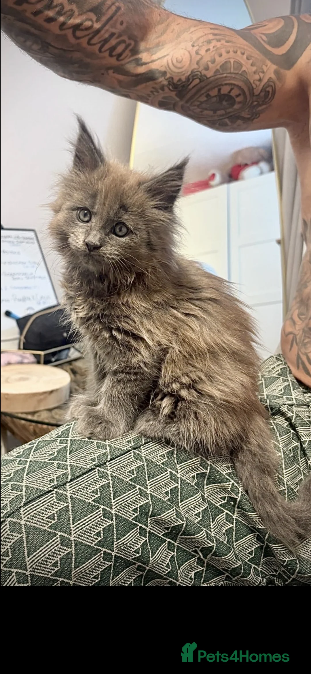 Maine Coon cats for sale: Maine coon - Advert 1