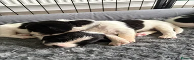 English Springer Spaniel Boy 4