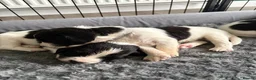 English Springer Spaniel dogs for sale: KC Registered English Springer Spaniel puppies - Advert 26