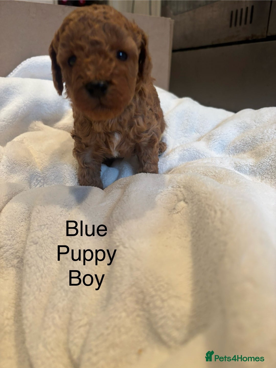 Miniature Poodle dogs for sale: KC Registered red miniature poodles  - Advert 31