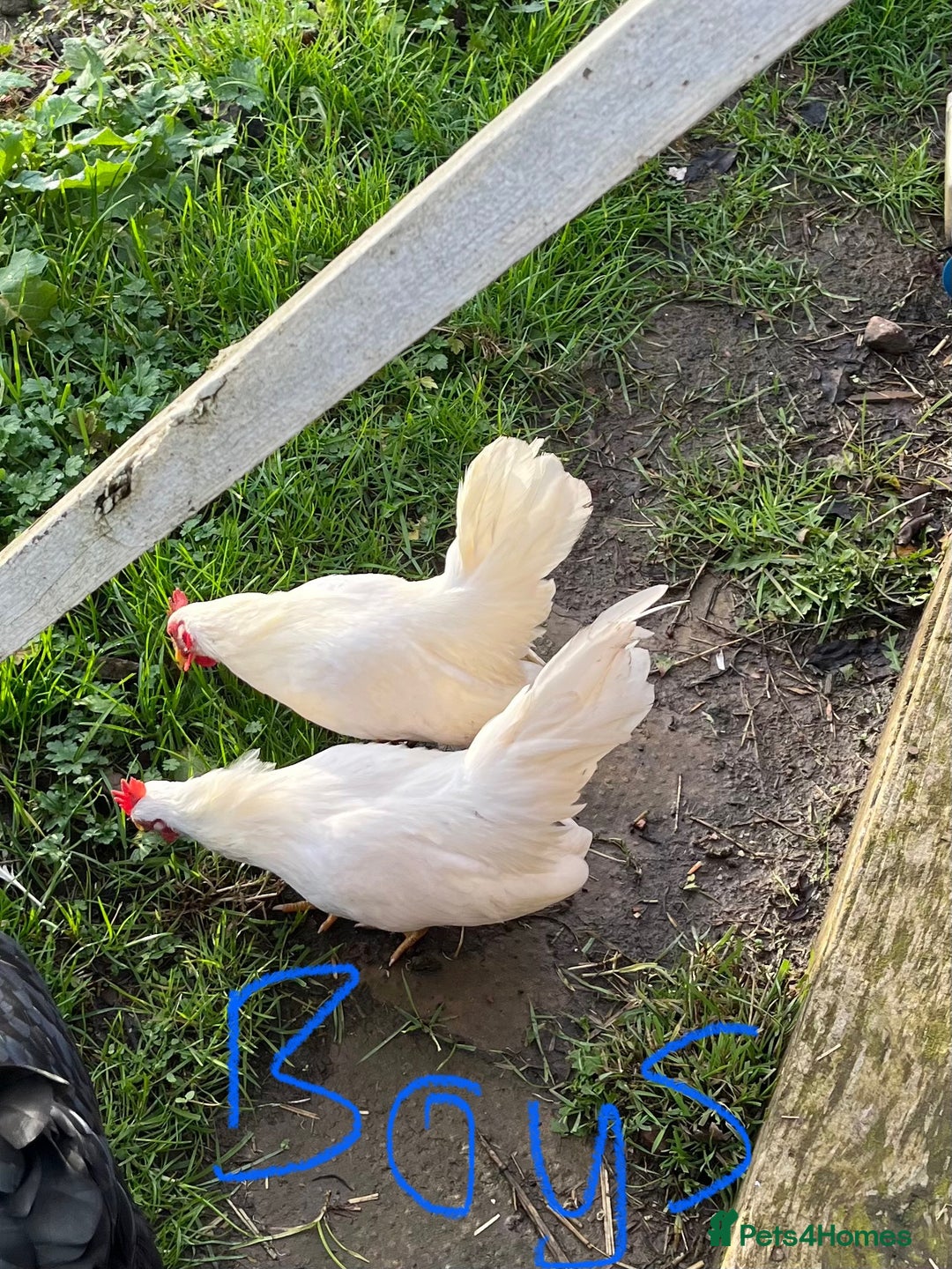 Chickens poultry for sale: Serama chicks from 8 to 20 weeks - Advert 1