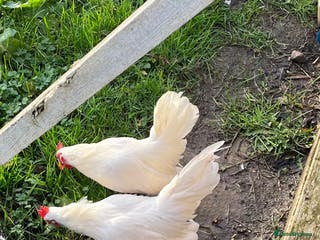 Chickens poultry Serama chicks from 8 to 20 weeks - Advert 12