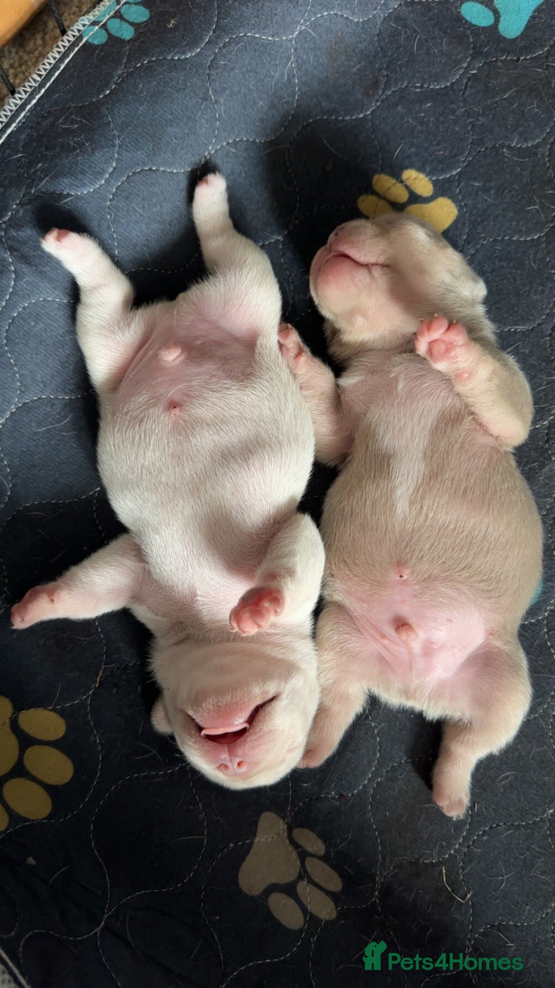 French Bulldog dogs for sale: KC registered French Bulldog puppies 4 WEEKs! - Image 7