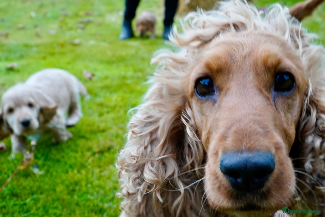 Cocker Spaniel dogs for sale: Show Cocker Spaniel puppies - Image 13