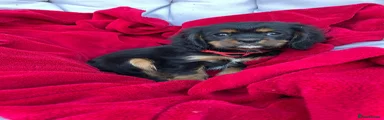 Cavalier King Charles Spaniel 4