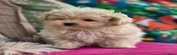 Maltipoo dogs for sale: Amazing Tiny Korean Maltipoo Puppies.  - Advert 8