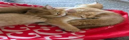 British Shorthair cats for sale: 🐾 Beautiful British Shorthair Golden Kittens 🐾 - Advert 16