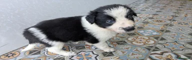 Border Collie boy