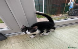 Mixed Breed cats for sale: An adorable kitten  - Image 7