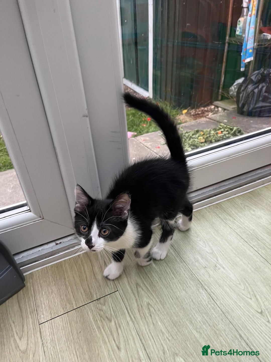 Mixed Breed cats for sale: An adorable kitten  - Image 7