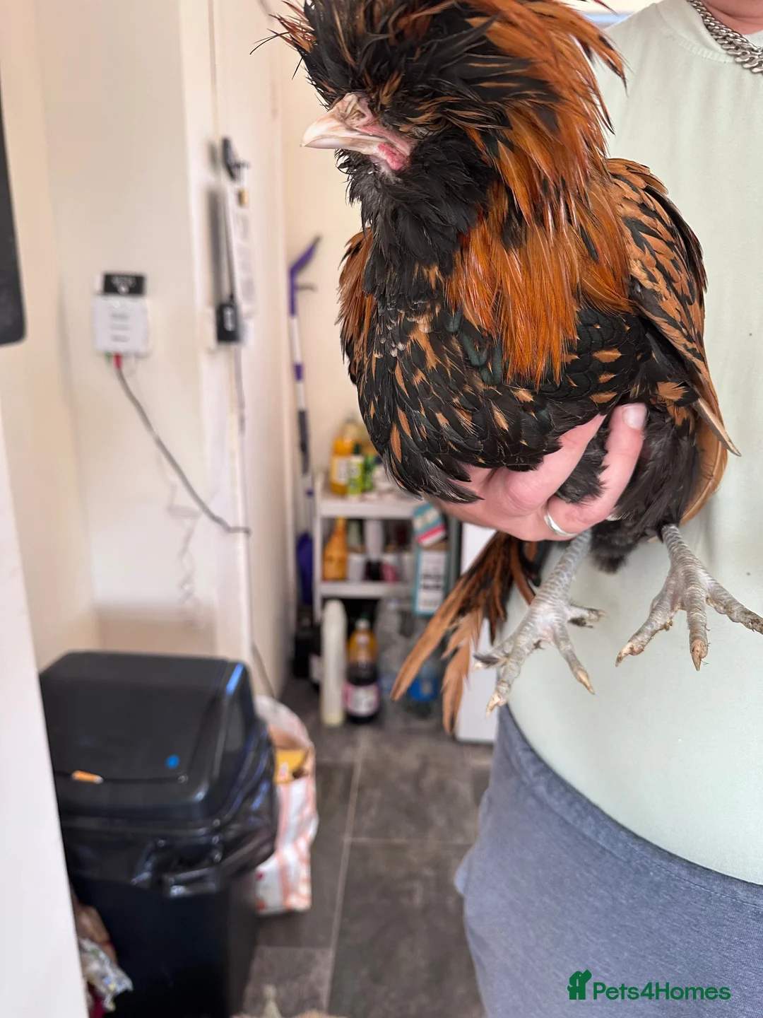 Mixed Breed livestock for sale: Tobin’s and gold lace chicken - Advert 2