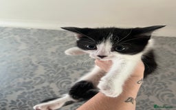 British Shorthair cats for sale: Kittens  - Image 3