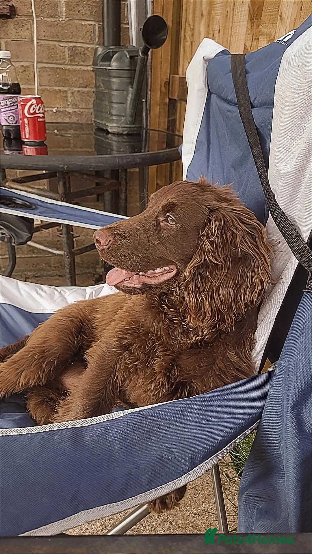Sprocker dogs for stud: Rolo – Chocolate Working Cocker Spaniel Stud🐾  - Advert 2