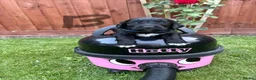 Cockapoo dogs for sale: Cockatoo puppies in Royston - Advert 7