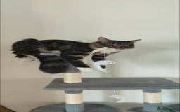 Mixed Breed cats for sale: Maine coon+BLR Cat - Image 1