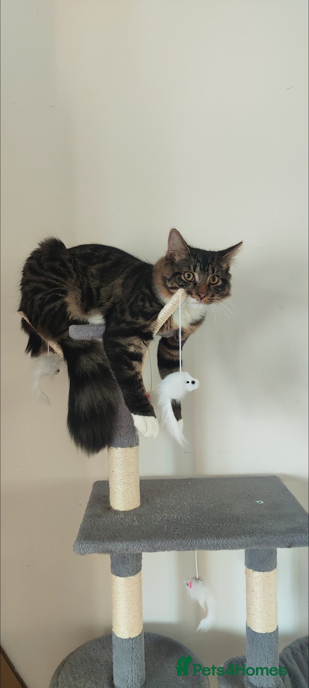 Mixed Breed cats for sale: Maine coon+BLR Cat - Image 1