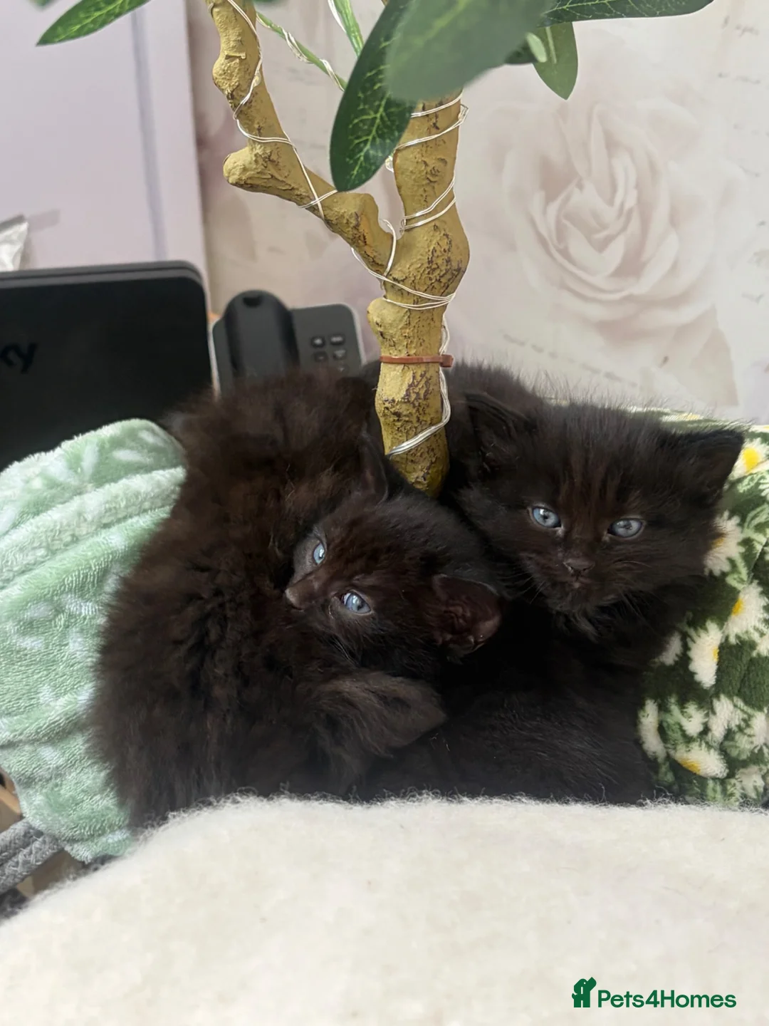 Mixed Breed cats for sale: Adorable Kittens in Truro - Advert 13