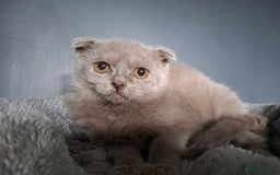 Scottish Fold cats for sale: Scottish Fold Females for Sale  - Image 8