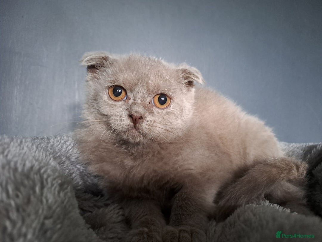 Scottish Fold cats for sale: Scottish Fold Females for Sale  - Image 8