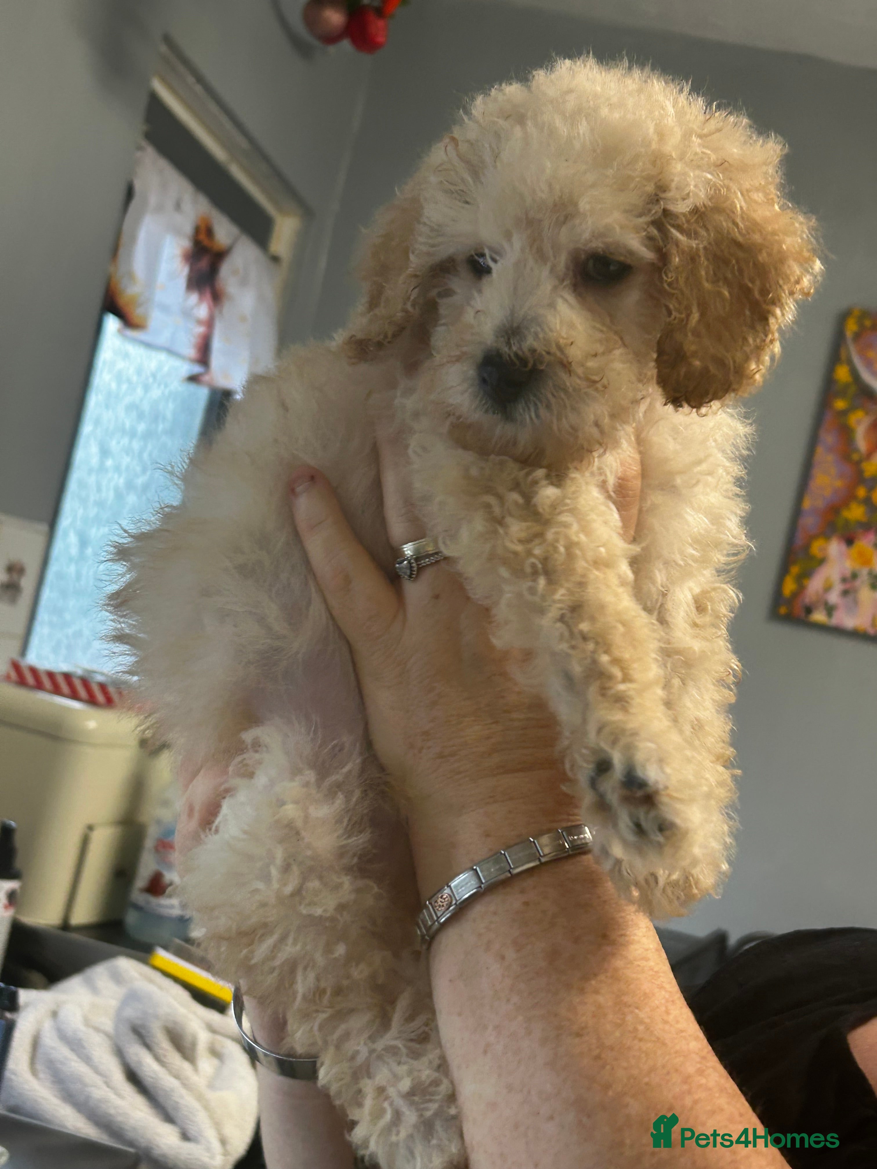Miniature Poodle dogs Cream miniature poodle male pup - Advert 6