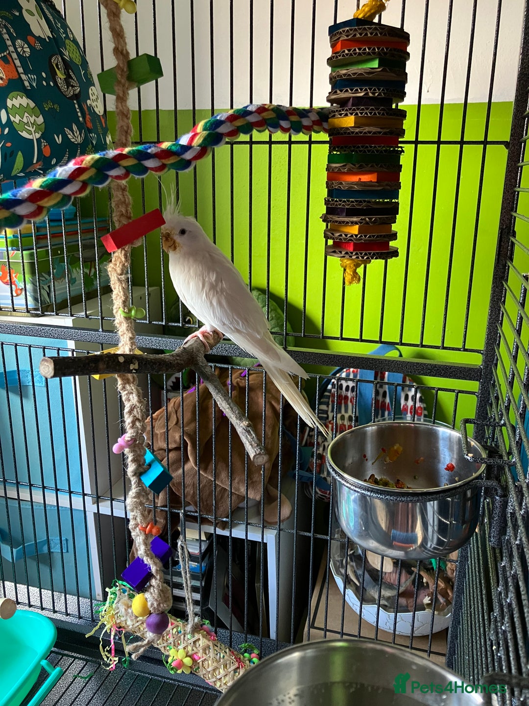 Cockatiels birds for sale: 10 month old white cockatiel  - Image 2