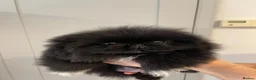 Pekingese dogs for sale: 💙Stunning Black KC registered Pekingese Puppy💙 - Advert 4