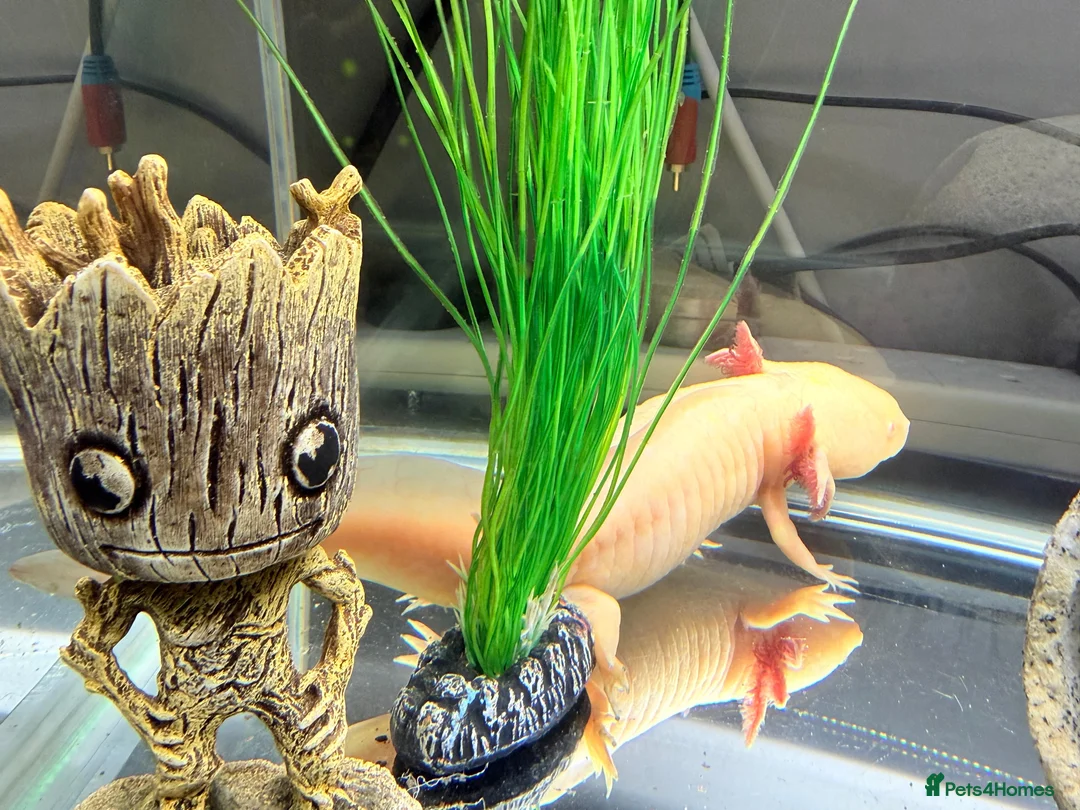 Axolotl reptiles for sale: 3.5 year old male axolotl + full set up for sale in Bristol - Advert 3